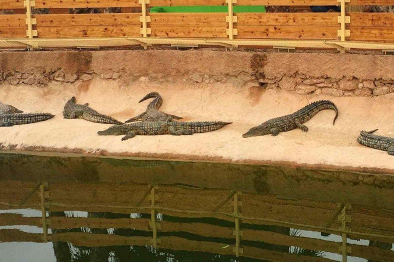 Agadir or Taghazout: Crocoparc + Dolphin world + Tickets