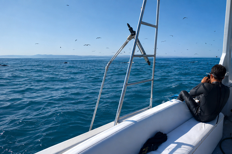 From Tumbes/Zorritos: Whale Watching & Sea Turtle Swim Tour