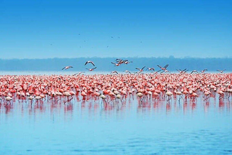 Nairobi: Lake Nakuru National Park Day Trip with Game Drive