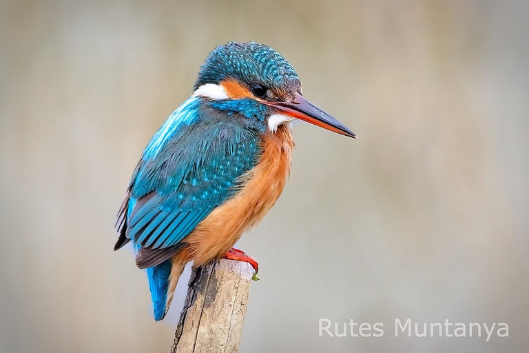 Ebro Delta: Birding and Bird Photography in a Van