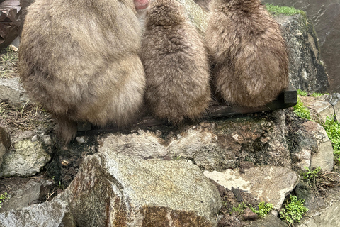 Depuis Tokyo : Excursion d&#039;une journée au parc des singes des neiges de Nagano et au temple Zenkoji