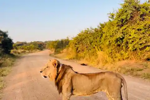 Nairobi: Half-Day Game Drive at Nairobi National Park