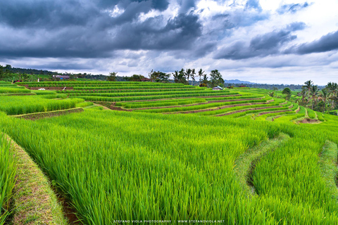 North of Bali: Private Tour with UNESCO World Heritage site Private Tour : Ticket Excluded