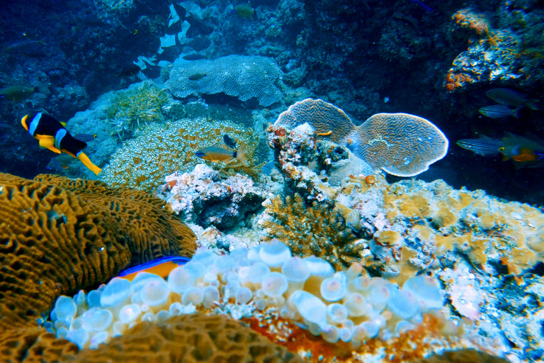 Playa de Qantab: Descubre la experiencia del submarinismo