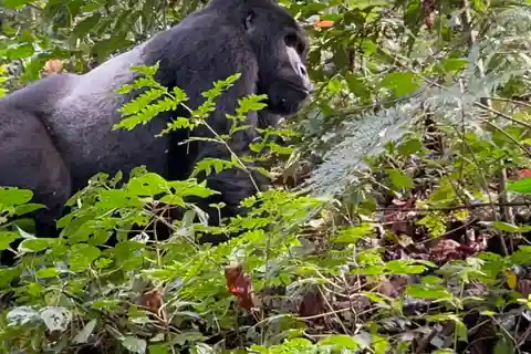 5 Day Gorilla Trek, Coffee Tour & Bwatwa Cultural Experience