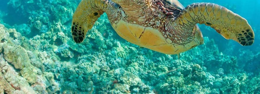 Tumbes : Circuit des plages et baignade avec les tortues