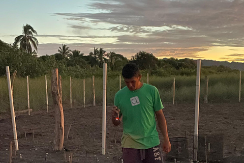 Isla Cañas: Newborn Turtle Release Tour with Breakfast
