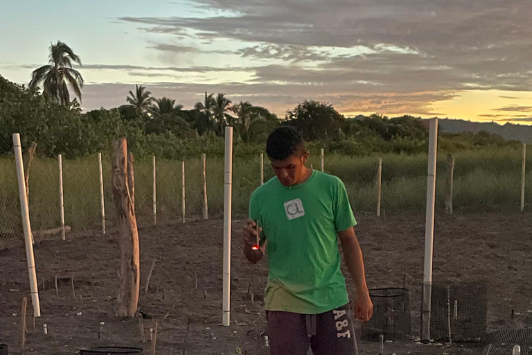Isla Cañas: Newborn Turtle Release Tour with Breakfast