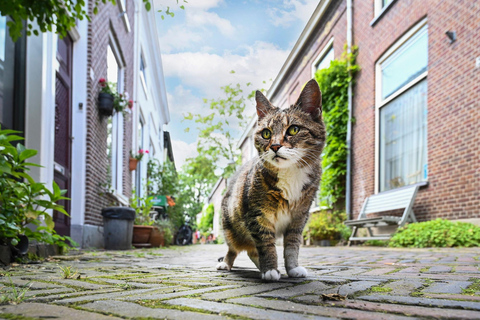 Delft: Photo Walk Workshop with a Professional Photographer