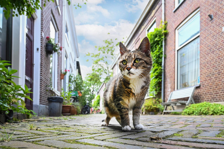 Delft: Photo Walk Workshop with a Professional Photographer