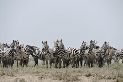 From Arusha/Karatu: Ngorongoro Crater Day Trip with Lunch