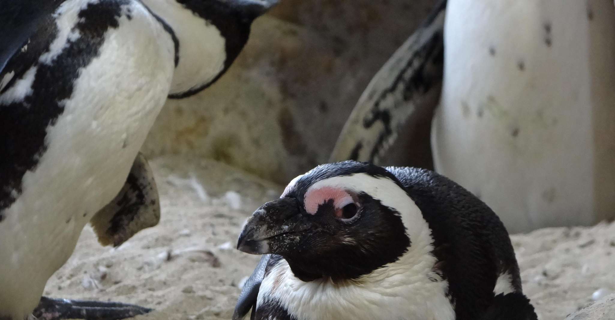 チケットが含まれているペンギンの半日ツアー（グループに参加） - Housity