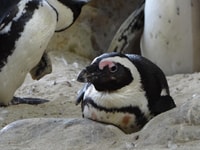 チケットが含まれているペンギンの半日ツアー（グループに参加） - Housity