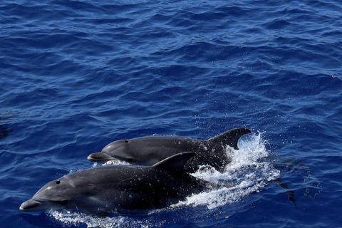 From Palma: 3-Hour Morning Dolphin Watching Boat Tour Meeting Point: Corner Hotel Negresco 9:40 Pickup