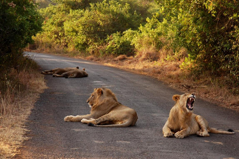 Meio dia Parque Nacional de Nairóbi, Karen Blixen, Centro de Girafas