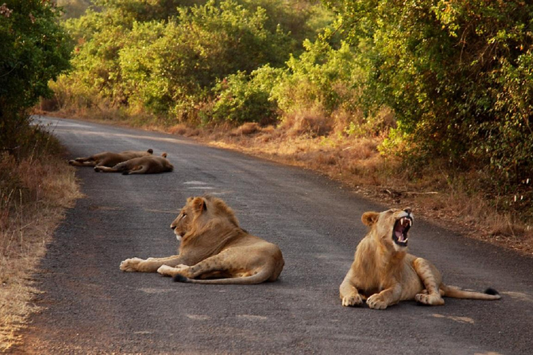 Meio dia Parque Nacional de Nairóbi, Karen Blixen, Centro de Girafas