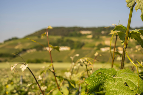 From the vines to the Champagne glass with a vintage car The heart of the Champagne region