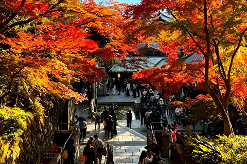 Osaka: Kiyomizu, Fushimi Inari, Nara & Gion Private Sightseeing Tours