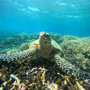 Lombok Private Snorkeling: Hidden Southwest 5 Gili Islands