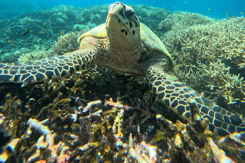 Lombok Private Snorkeling: Hidden Southwest 5 Gili Islands Lombok: Private Snorkeling Gili Asahan (5 Gilis) No Lunch