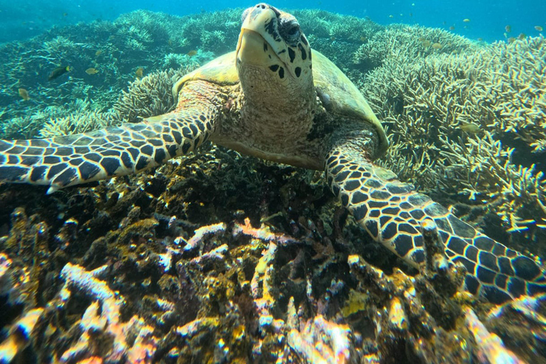 Lombok Private Snorkeling: Hidden Southwest 5 Gili Islands Lombok: Private Snorkeling Gili Asahan (5 Gilis) + Lunch