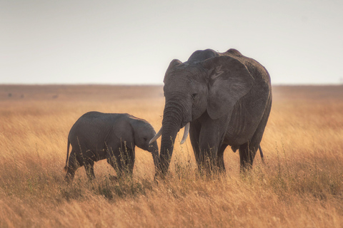 1 dag Tarangire National Park privat safari