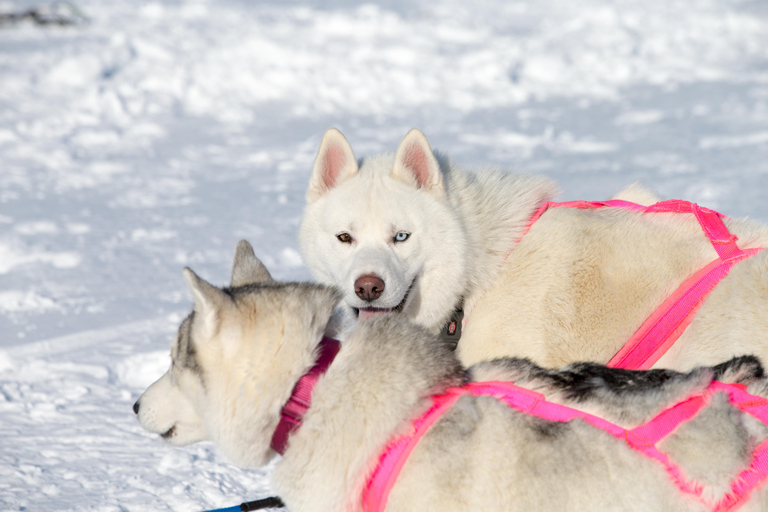 Winter Dog Sledding next to Reykjavik