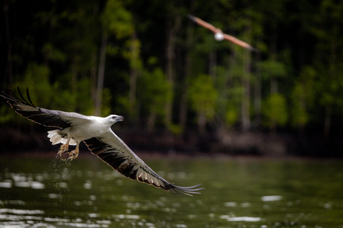 Langkawi:6 Hours Mangrove Night Safari with Pick Up & Dinner