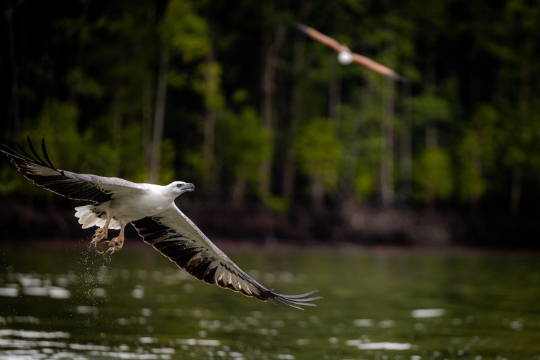 Langkawi:6 Hours Mangrove Night Safari with Pick Up & Dinner