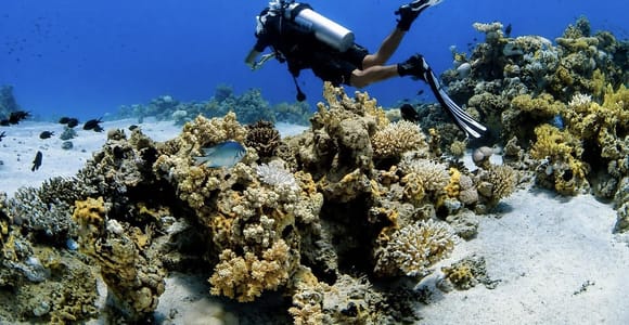 Sharm El Sheikh: Tiran Island Boat Diving & Snorkeling