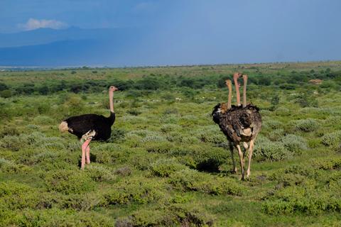 Arusha: Lake Natron Day Trip (Lake Walk &amp; Waterfall Hike)