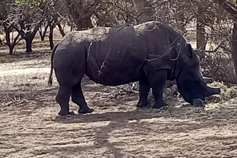 From Dakar: Bandia Reserve Safari and Pink Lake Tour
