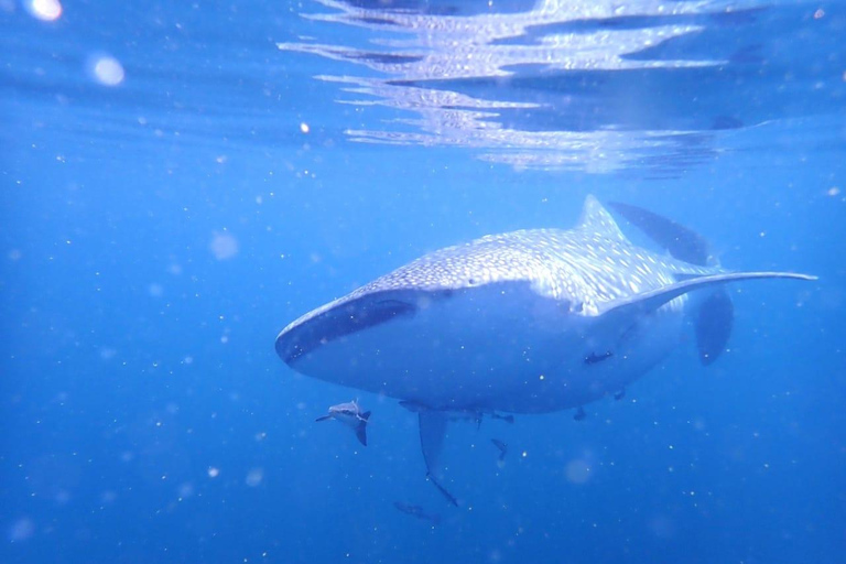 Viaje de buceo a las islas DimaniyatBuceo en las islas Dimaniyat