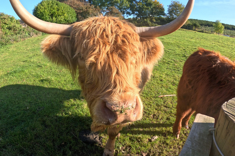 From Edinburgh: Highlands Land Rover Camping Adventure