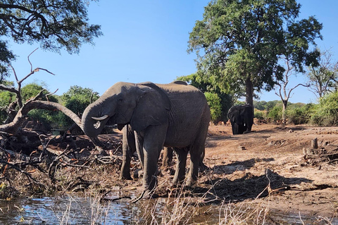 Chobe Express River Safari + Pickup