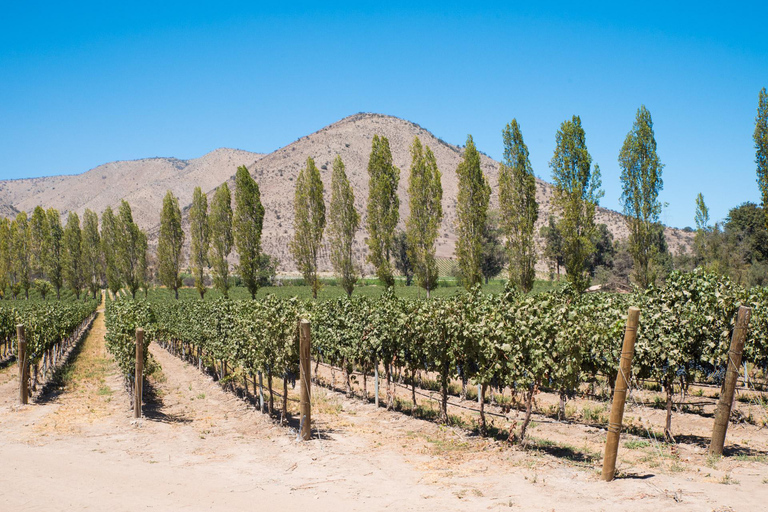 Santa Rita : Dégustation de vin Ultra Premium, visite et transport