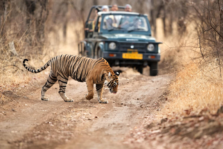 Jaipur to Ranthambore National Park Wildlife Safari Transport + Canter Safari + Guide for Safari