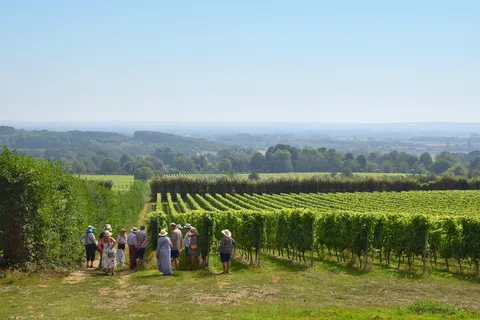 Kent: Yotes Court Vineyard Tour and Tasting
