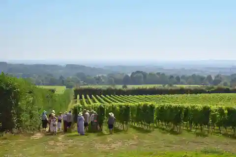 Kent: Yotes Court Vineyard Tour and Tasting
