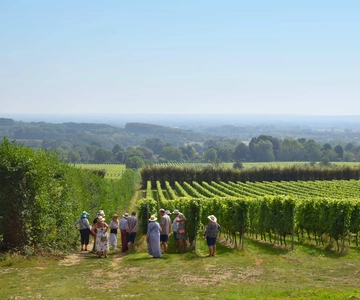 Kent: Yotes Court Vineyard Tour und Verkostung