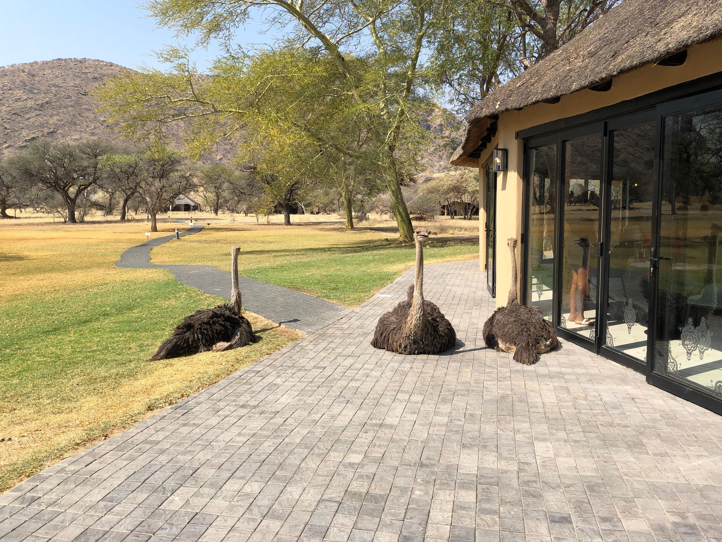 Windhoek: Okapuka Game Ranch Geführte Tour