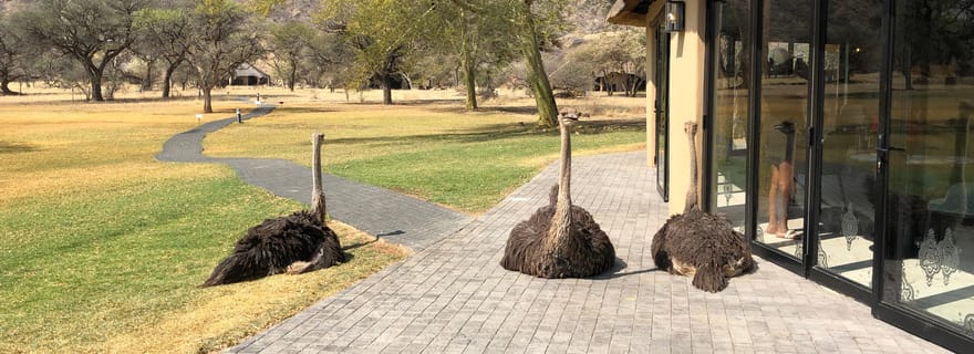 Windhoek : Visite guidée de l'Okapuka Game Ranch