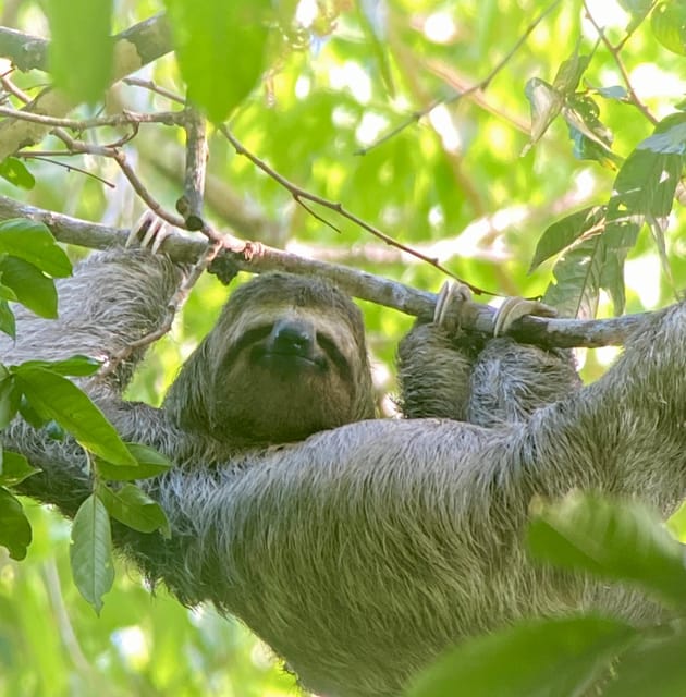 Manuel Antonio Park Naturalist Guided Tour GetYourGuide