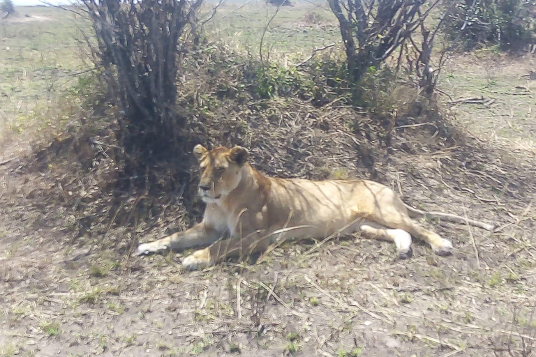 2 Tage nach Tsavo Ost von Mombasa aus