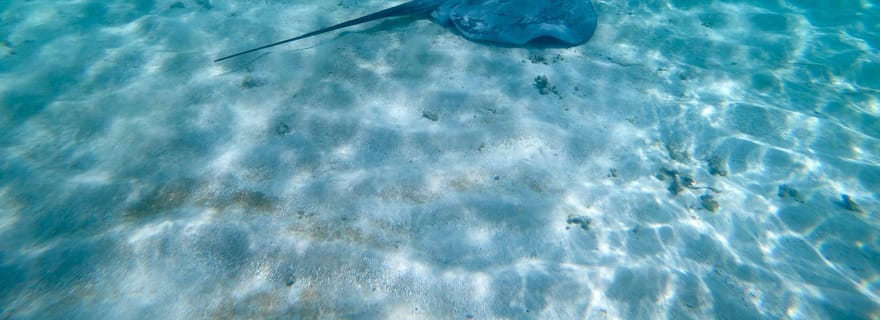 Aventure au récif de Buccoo et à la piscine en nylon