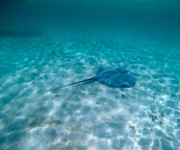 Buccoo Reef and Nylon Pool Adventure