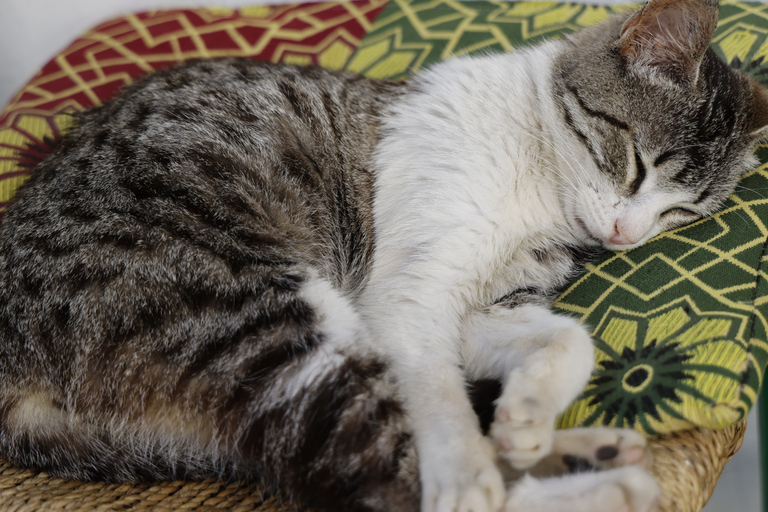 Tangier Jewish Heritage &amp; Highlights Private Tour