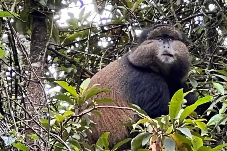 From Kigali: Golden Monkey Trek and Dian Fossey Fund Tour