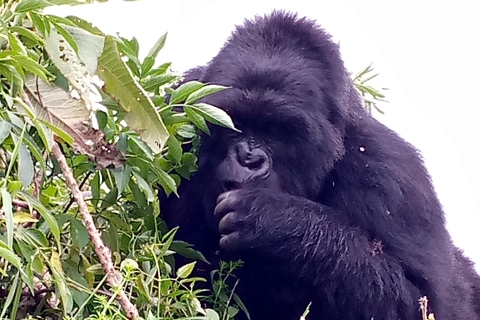 Two day Gorilla Trek via Kigali-Mgahinga Experience