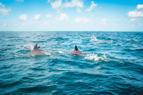 Estepona Sailing and Marine Nature Experience